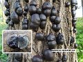 Daldinia concentrica-amf750